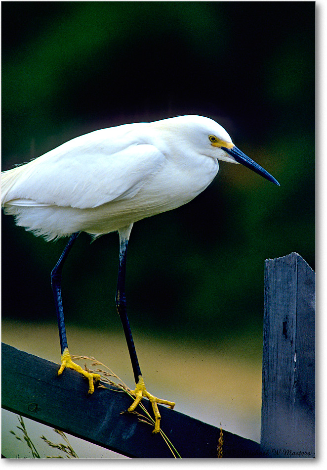 Snowy_ChincoNWR-EAfence_1993Jun_F30 copy