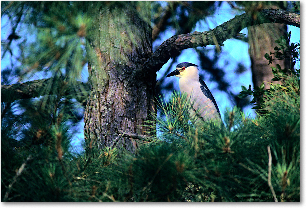 BCHightHeron&Tree_ChincoNWR_1997Jun_F34 copy