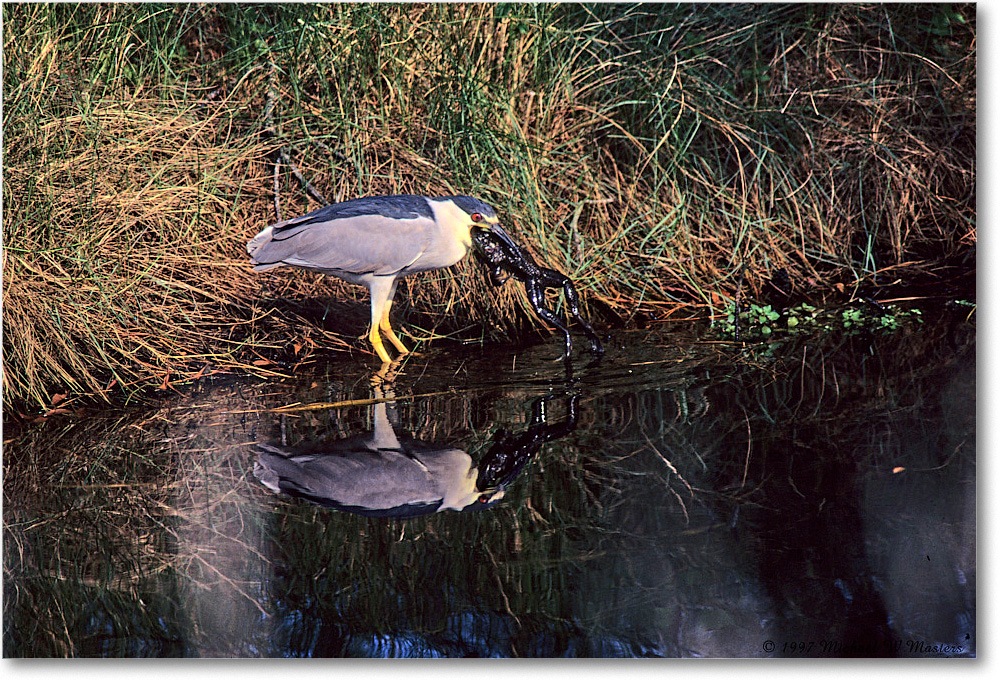 BCNightHeron&Frog_ChincoNWR_1997Jun_F08 copy