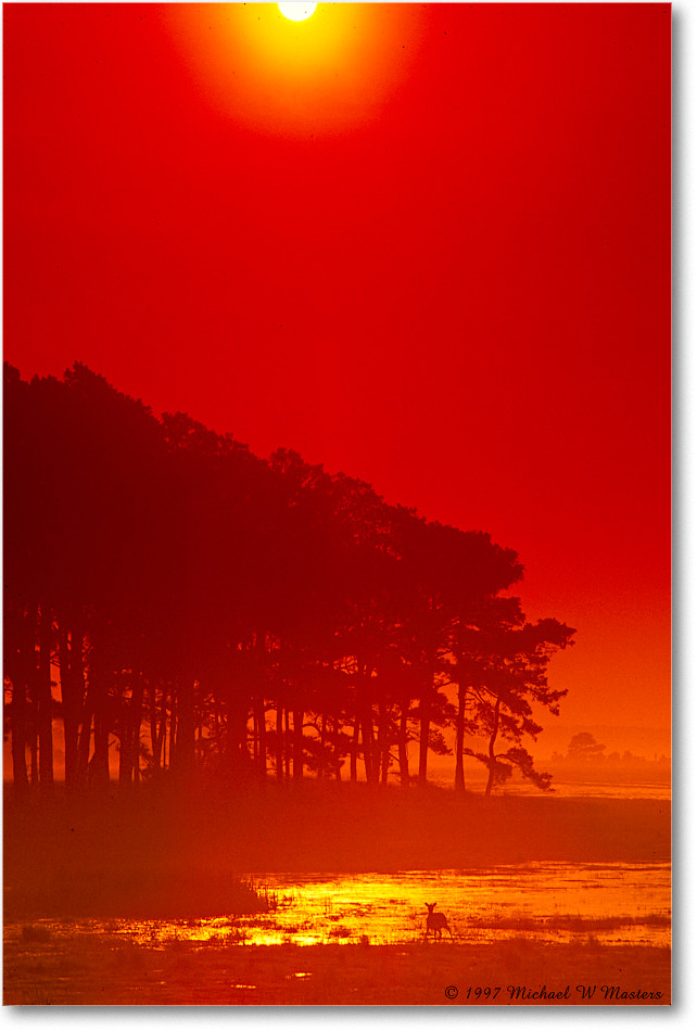BlackDuckPool(Red)_ChincoNWR_1997Jun_F25 copy