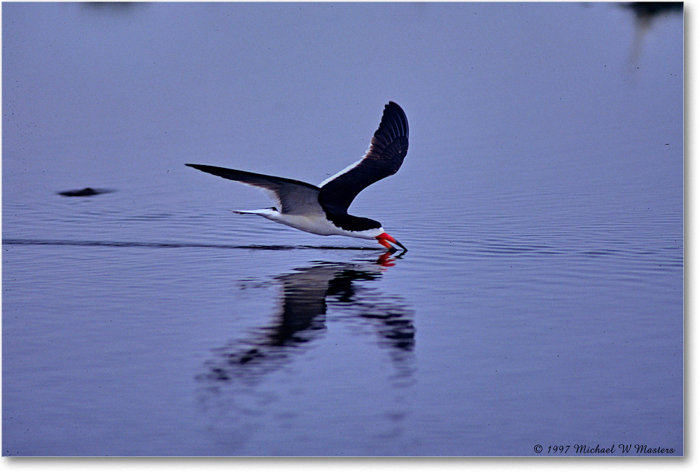 BlackNeckSkimmer_ChincoNWR_1997Jun_F04 copy