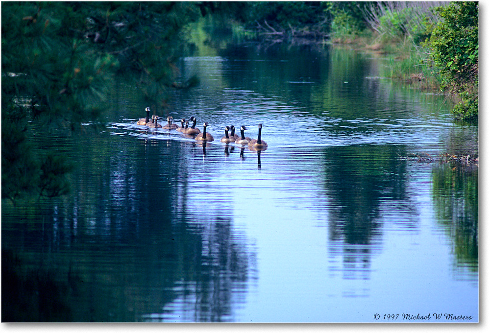 CanadaGeeseFamily_ChincoNWR_1997Jun_F02 copy