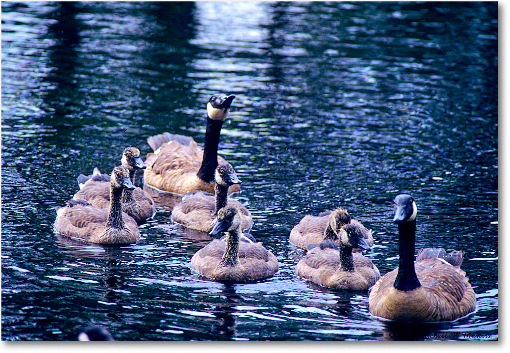 CanadaGeeseFamily_ChincoNWR_1997Jun_F16 copy