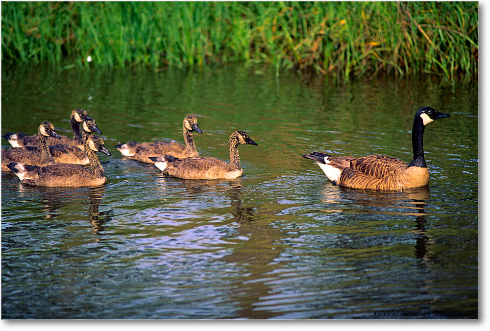 CanadaGeeseFamily_ChincoNWR_1997Jun_F32 copy