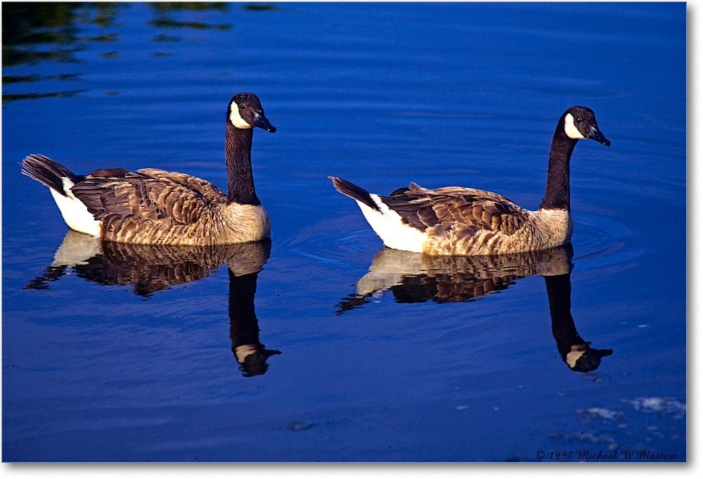 CanadaGeese_ChincoNWR_1997Jun_F18 copy