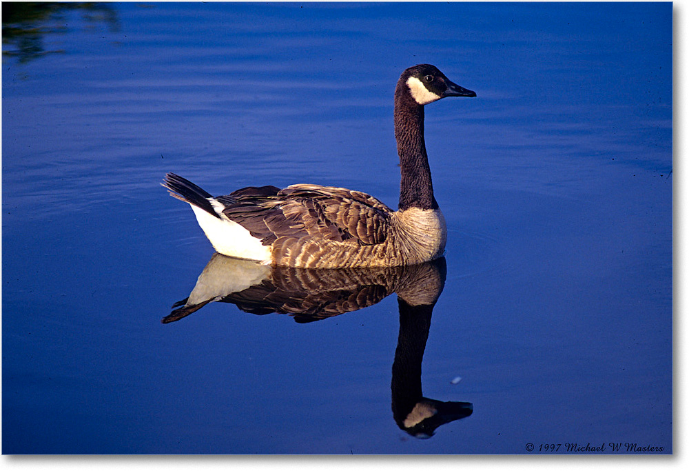CanadaGoose_ChincoNWR_1997Jun_F21 copy