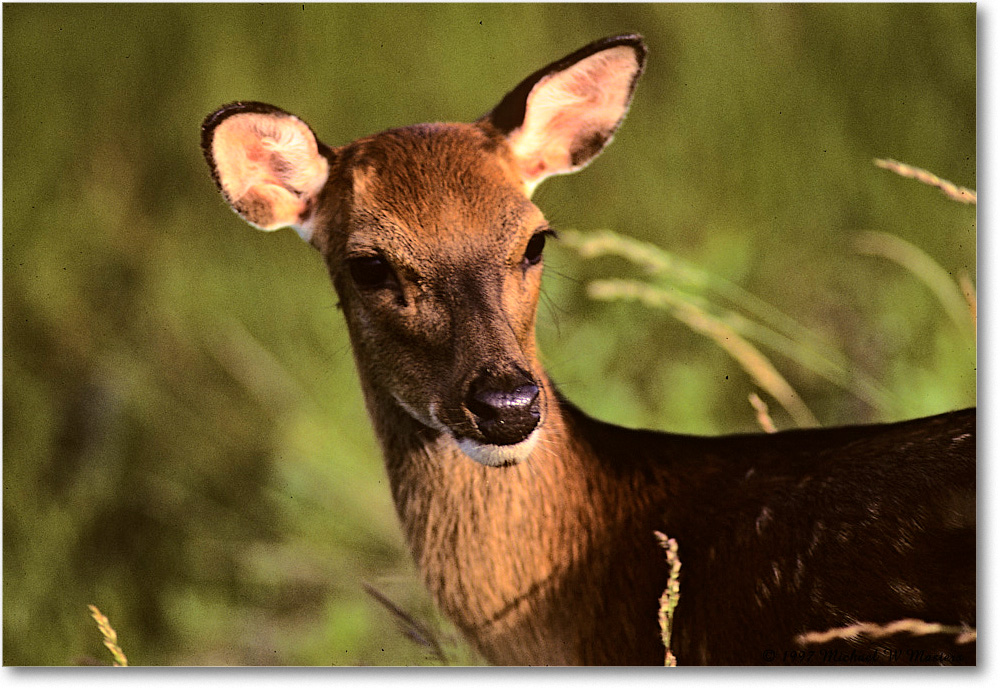 Deer_ChincoNWR_1997Jun_F27 copy