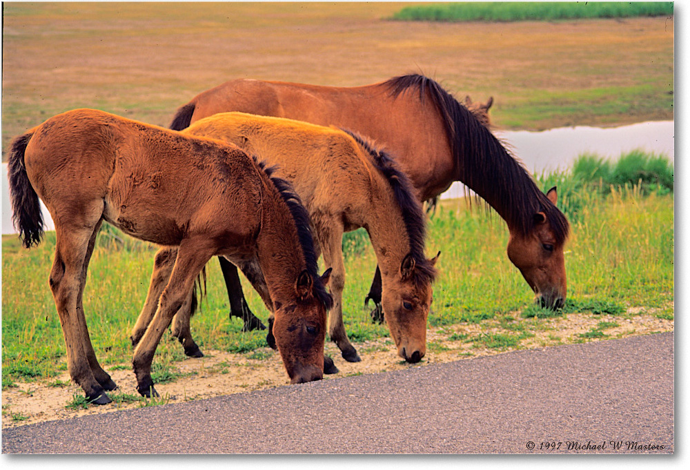 Ponies3_ChincoNWR_1997Jun_F15 copy