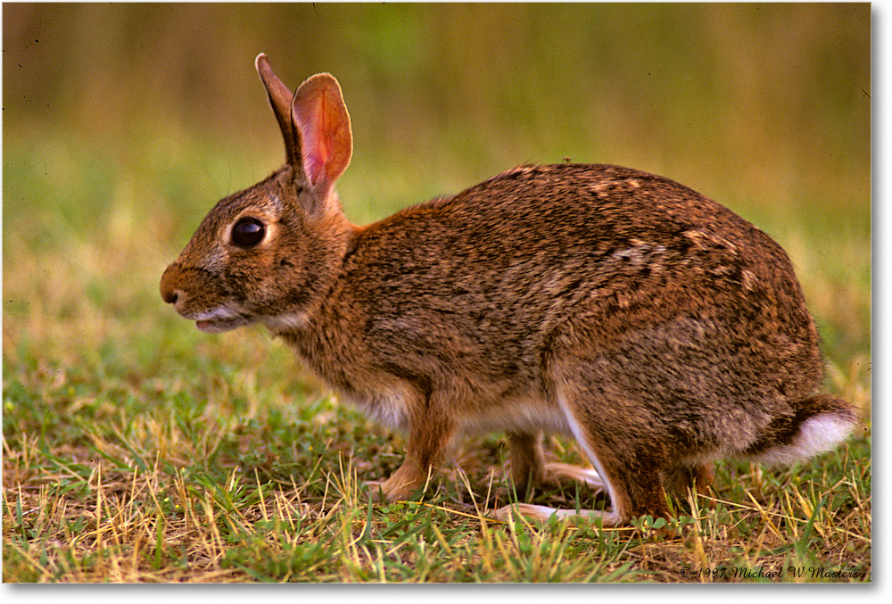 Rabbit_ChincoNWR_1997Jun_F29 copy