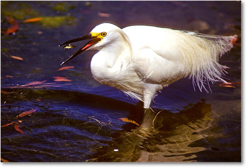 Snowy&Fish_ChincoNWR_1997Jun_F28 copy