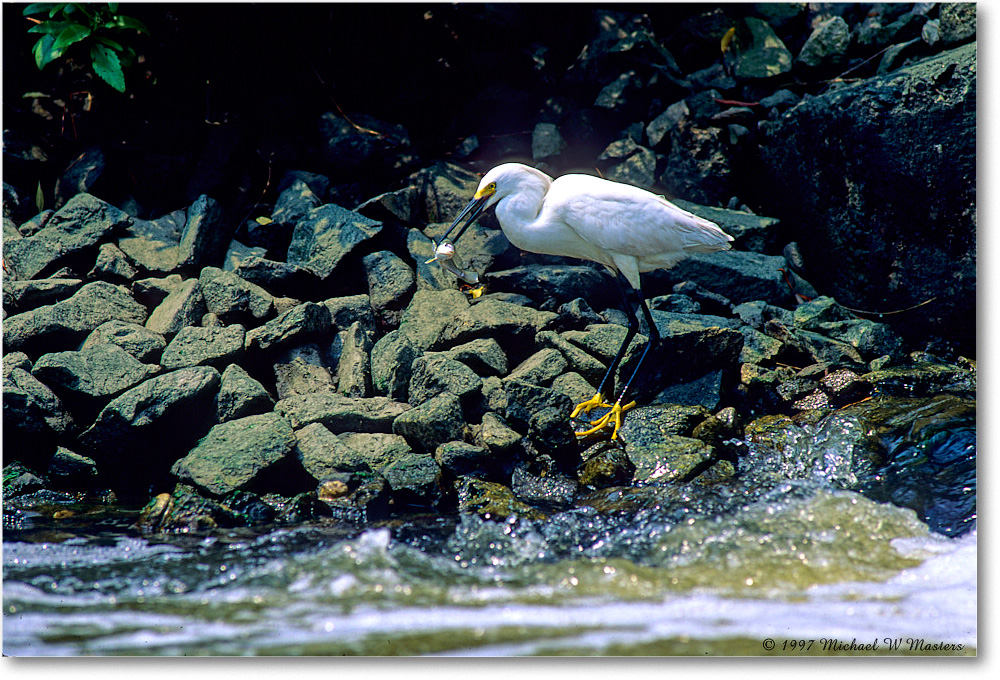 SnowyFishing_ChincoNWR-EA_1998Jun_K14 copy