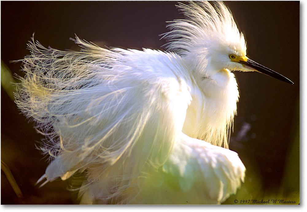 SnowyRuffled_ChincoNWR_1997Jun_F32 copy