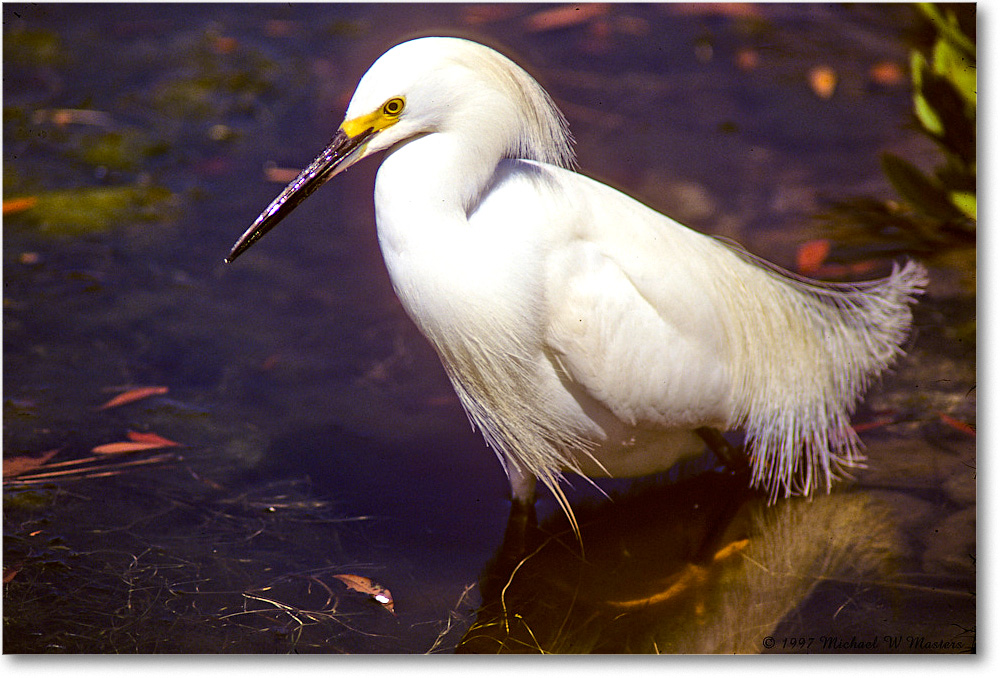 Snowy_ChincoNWR-EgretAlley22_1997Jun_F copy