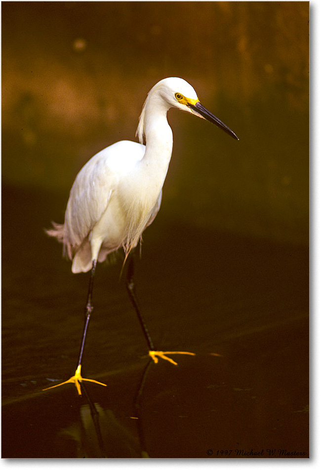 Snowy_ChincoNWR-EgretAlley_1997Jun_F27 copy