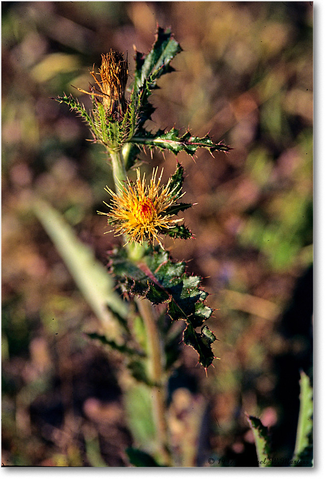 Thistle_ChincoNWR_1997Jun_F18 copy