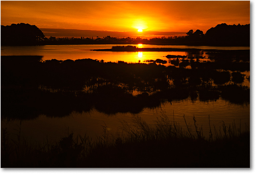 BlackDuckPool_ChincoNWR_1997Oct_F02 copy
