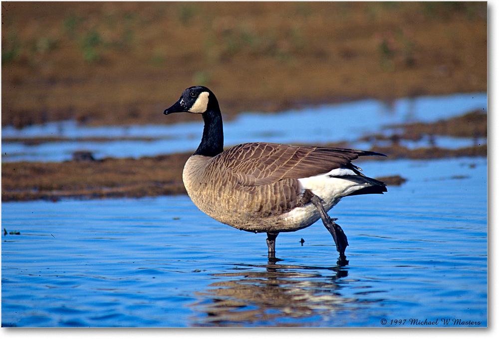 CanadaGoose_ChincoNWR_1997Nov_F34 copy
