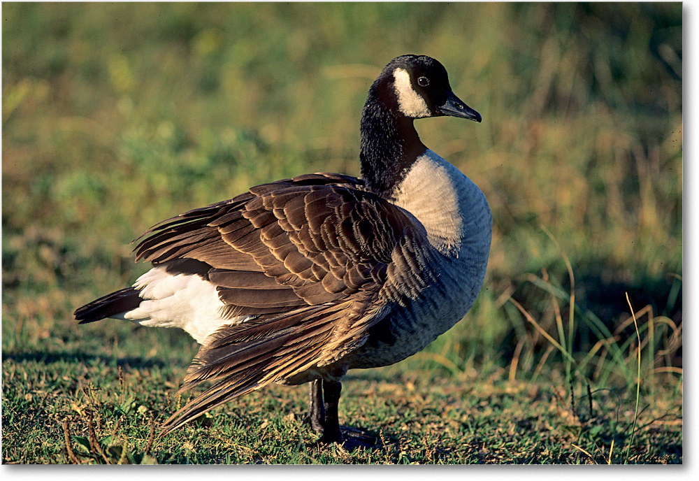 CanadaGoose_ChincoNWR_1997Oct_V25 copy