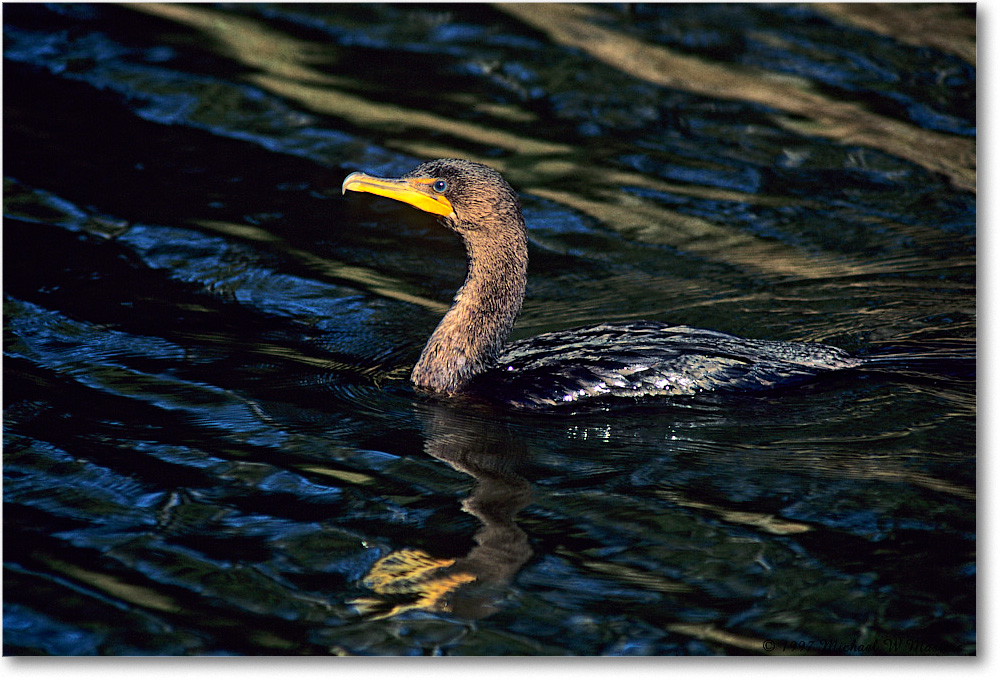 Cormorant_ChincoNWR_1997Oct_K15b copy