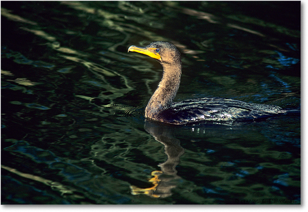 Cormorant_ChincoNWR_1997Oct_K16 copy