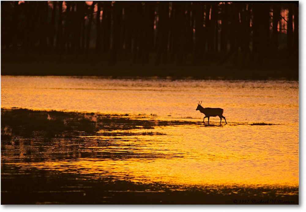 DeerBlackDuckPoolSunrise_ChincoNWR_1997Oct_E19 copy