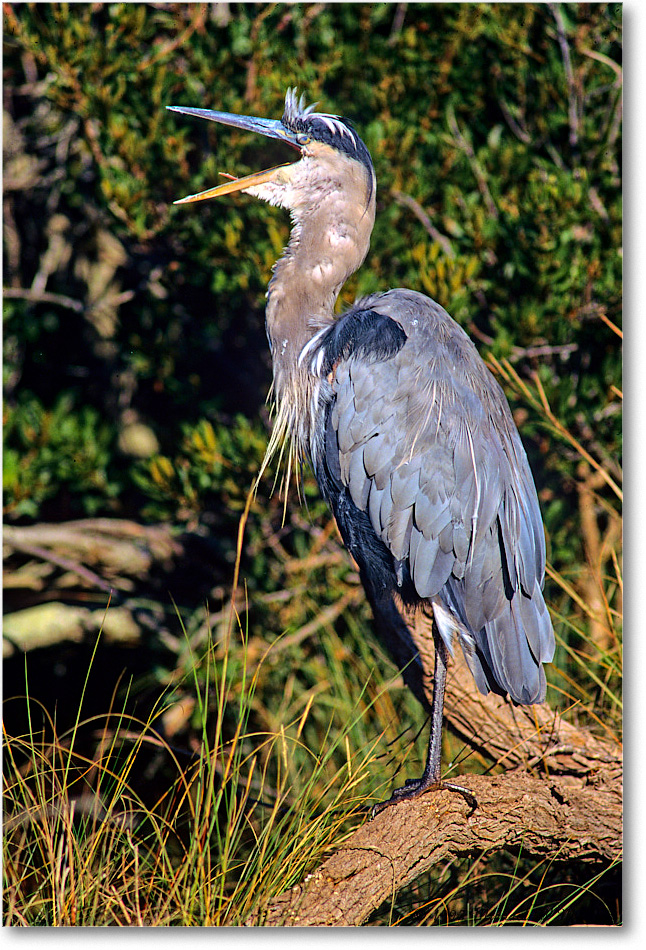 GreatBlueHeronYawn_ChincoNWR_1997Oct_F16 copy