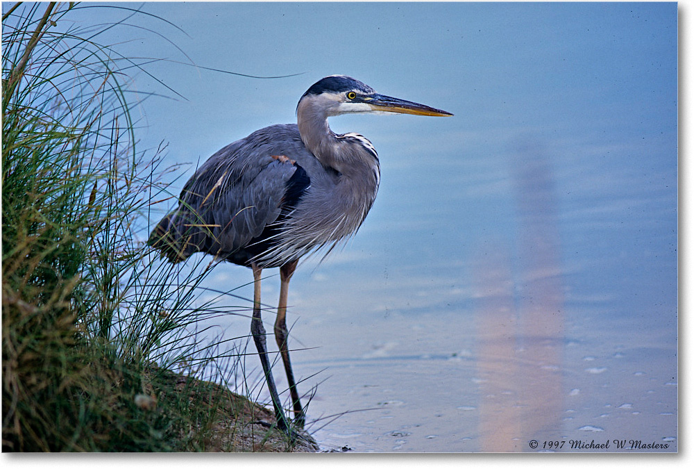 GreatBlueHeron_ChincoNWR_1997Oct_20 copy