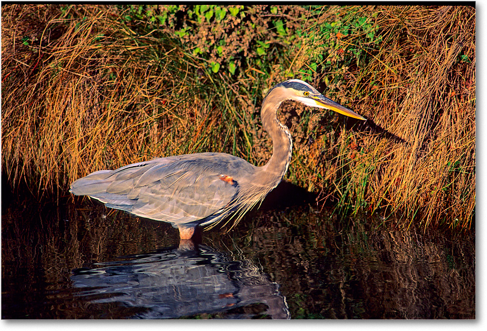 GreatBlueHeron_ChincoNWR_1997Oct_F05 copy