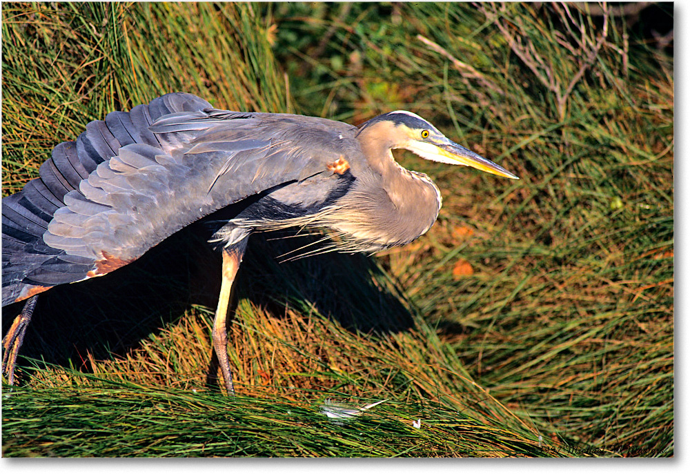 GreatBlueHeron_ChincoNWR_1997Oct_F09 copy