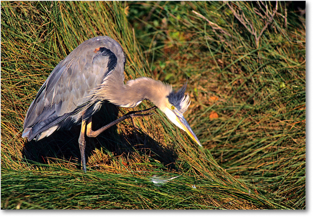 GreatBlueHeron_ChincoNWR_1997Oct_F16 copy