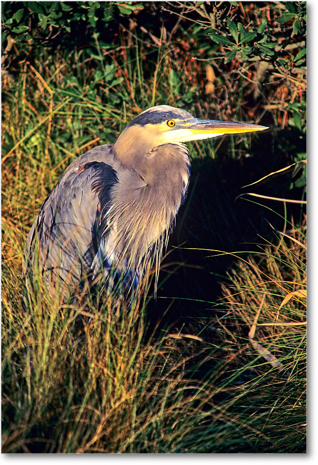 GreatBlueHeron_ChincoNWR_1997Oct_F18 copy