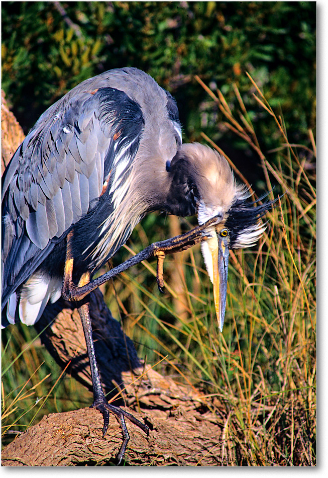 GreatBlueHeron_ChincoNWR_1997Oct_F26 copy