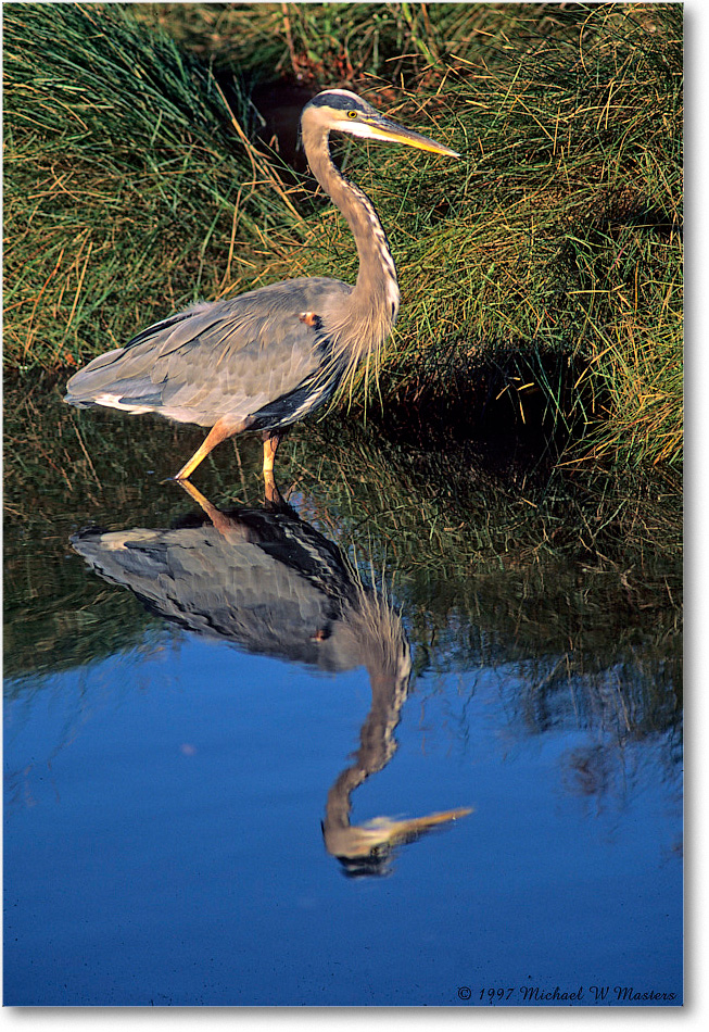 GreatBlueHeron_ChincoNWR_1997Oct_F27 copy