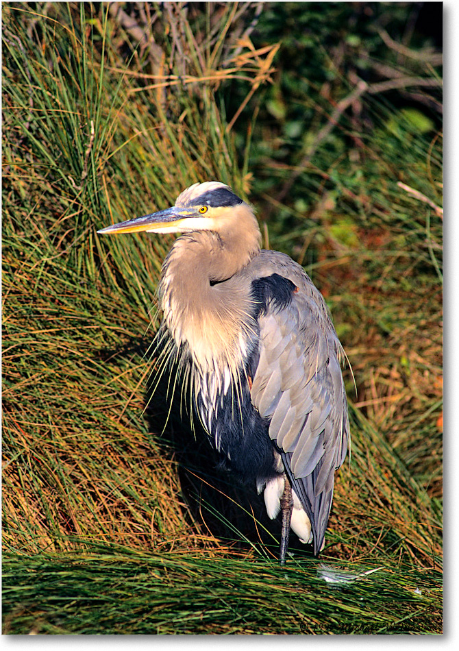 GreatBlueHeron_ChincoNWR_1997Oct_F29 copy