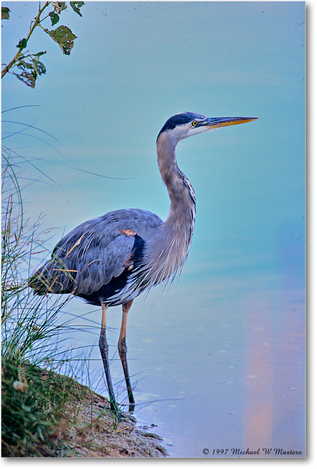 GreatBlueHeron_ChincoNWR_1997Oct_F30 copy