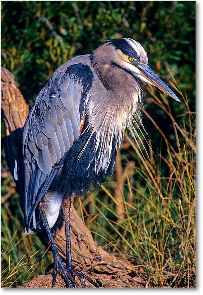 GreatBlueHeron_ChincoNWR_1997Oct_F31 copy