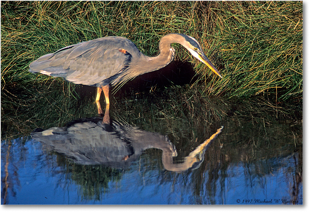 GreatBlueHeron_ChincoNWR_1997Oct_F34 copy