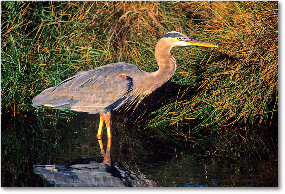 GreatBlueHeron_ChincoNWR_1997Oct_F37 copy