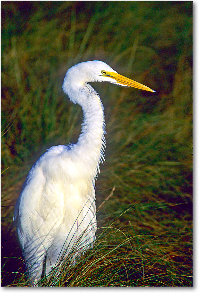 GreatEgret_ChincoNWR_1997Oct_F30 copy