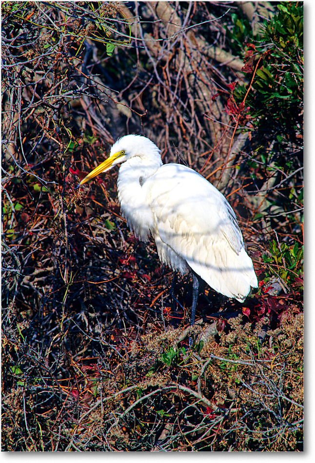 GreatEgret_ChincoNWR_1997Oct_F36 copy