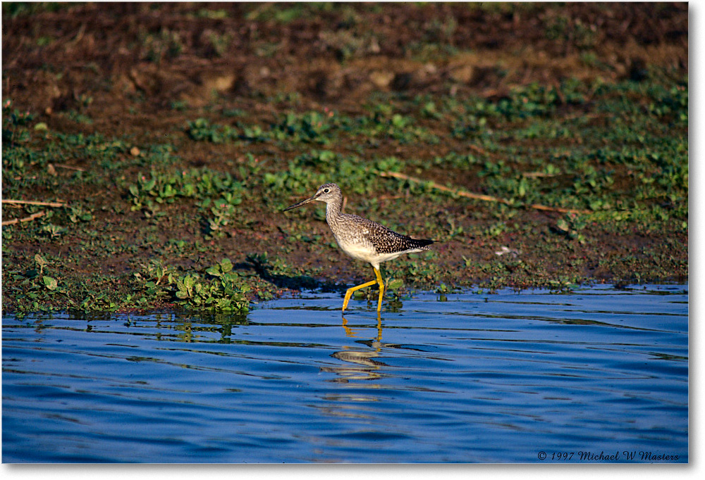 LesserYellowlegs_ChincoNWR_1997Oct_F13 copy