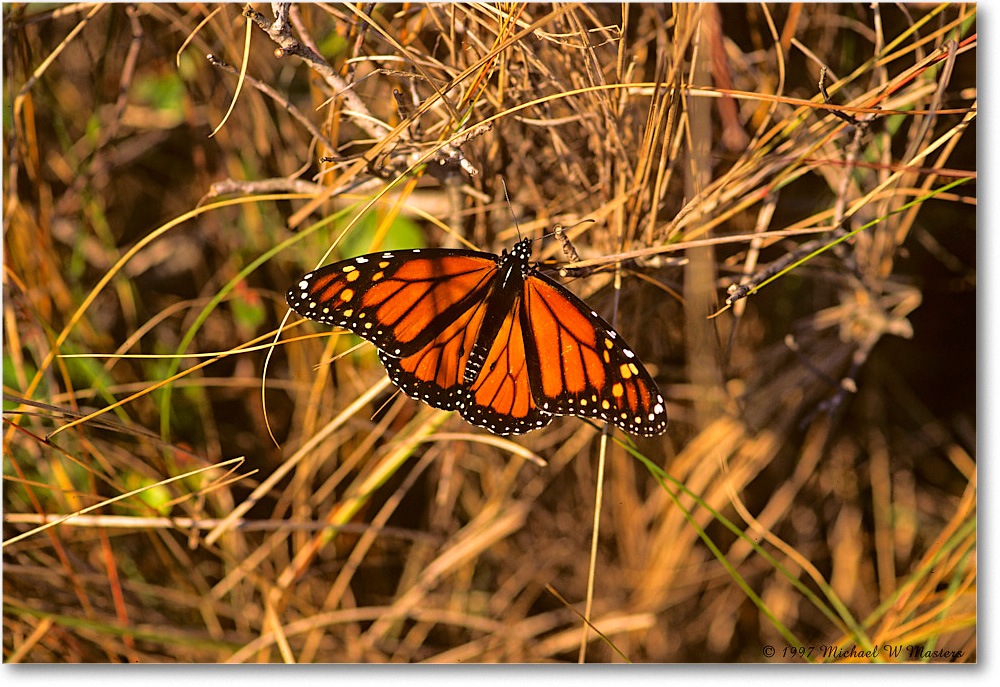 Monarch_ChincoNWR_1997Oct_F18 copy