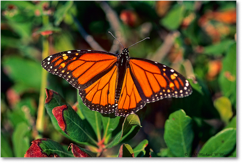 Monarch_ChincoNWR_1997Oct_F21 copy