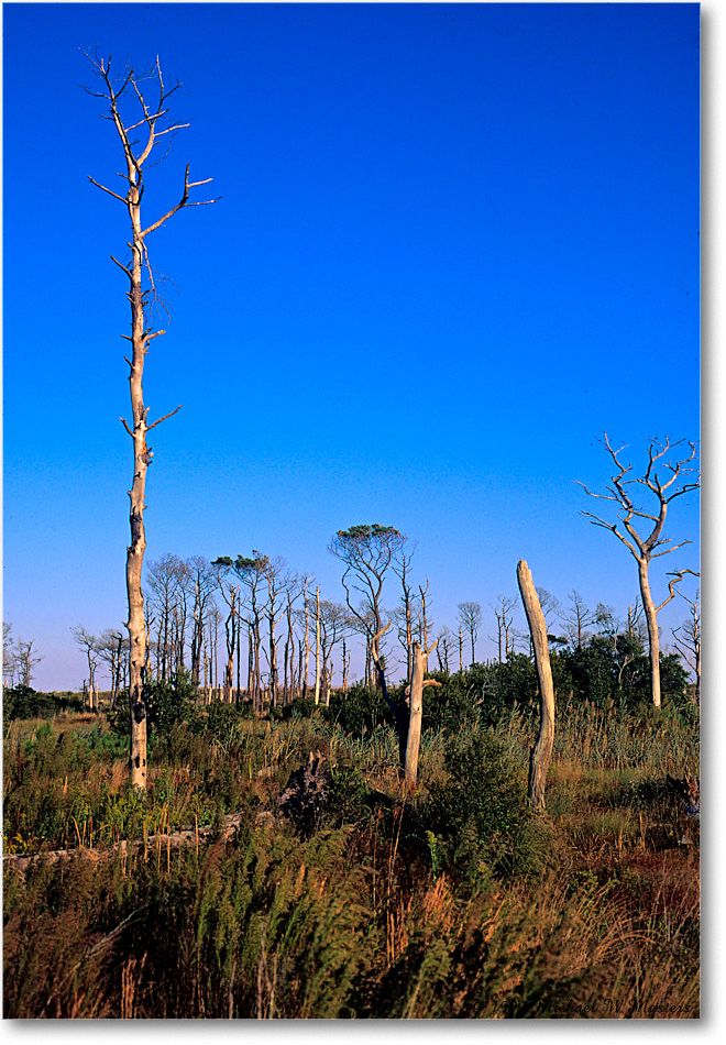 PineBeetles_ChincoNWR_1997Oct_F15 copy