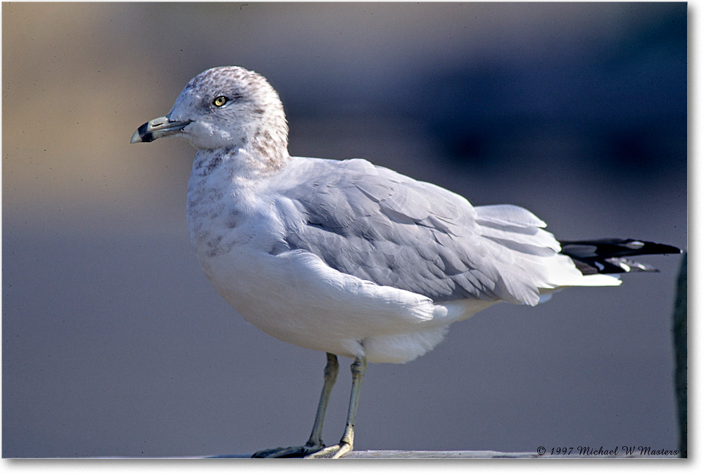 RingBillGull_ChincoNWR_1997Oct_F19 copy