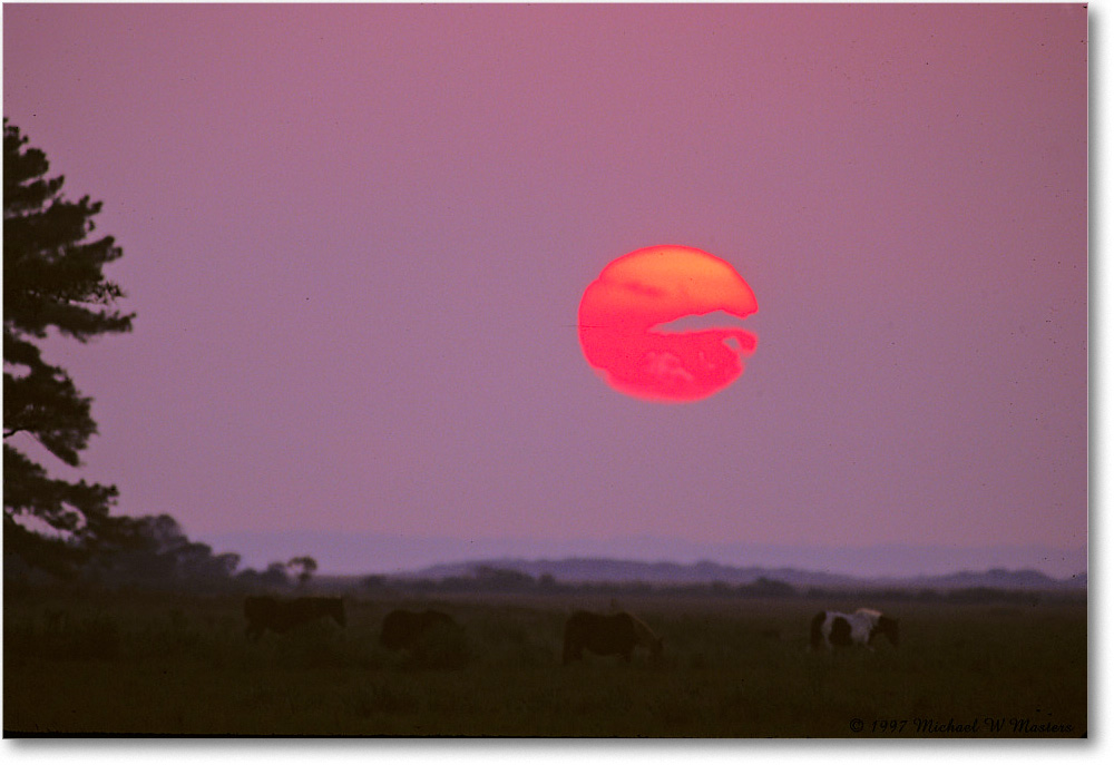 SunsetPonies_ChincoNWR_1997Oct_P30 copy