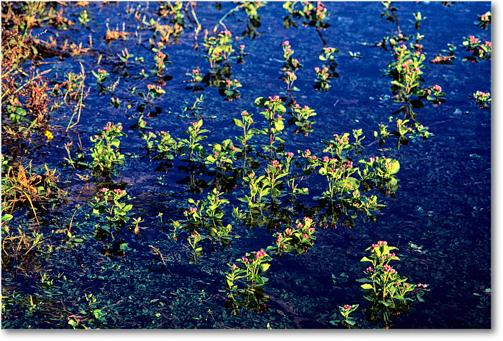 WaterFlower_ChincoNWR_1997Oct_F18 copy
