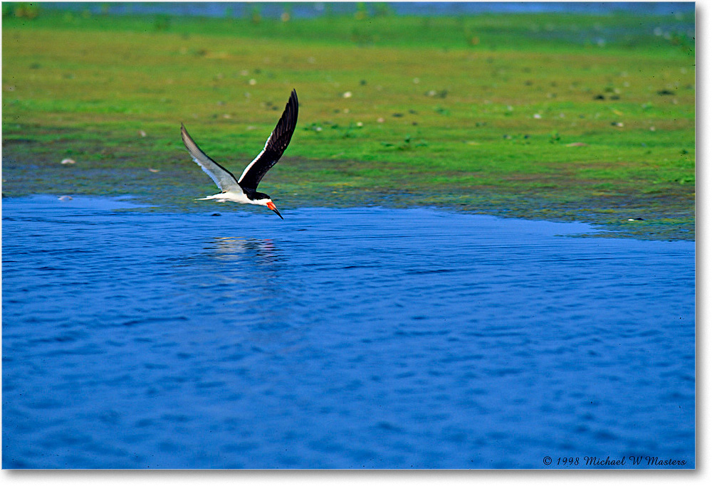 BlackNeckSkimmer_ChincoNWR-WLL_1998Jun_E15 copy