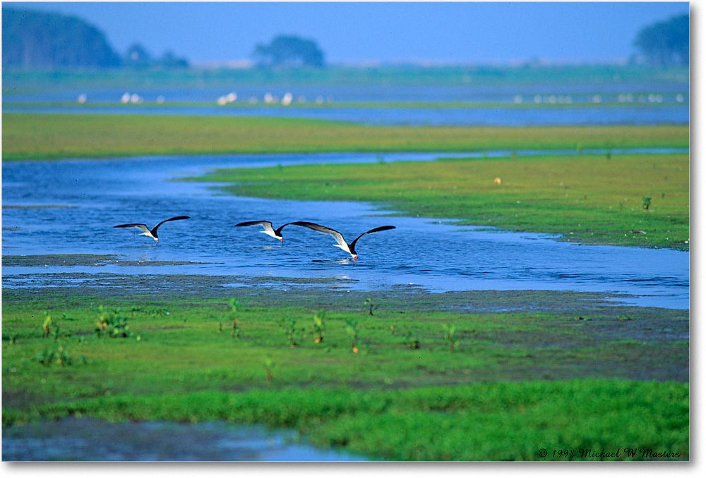 BlackNeckSkimmers_ChincoNWR_1998Jun_E29 copy