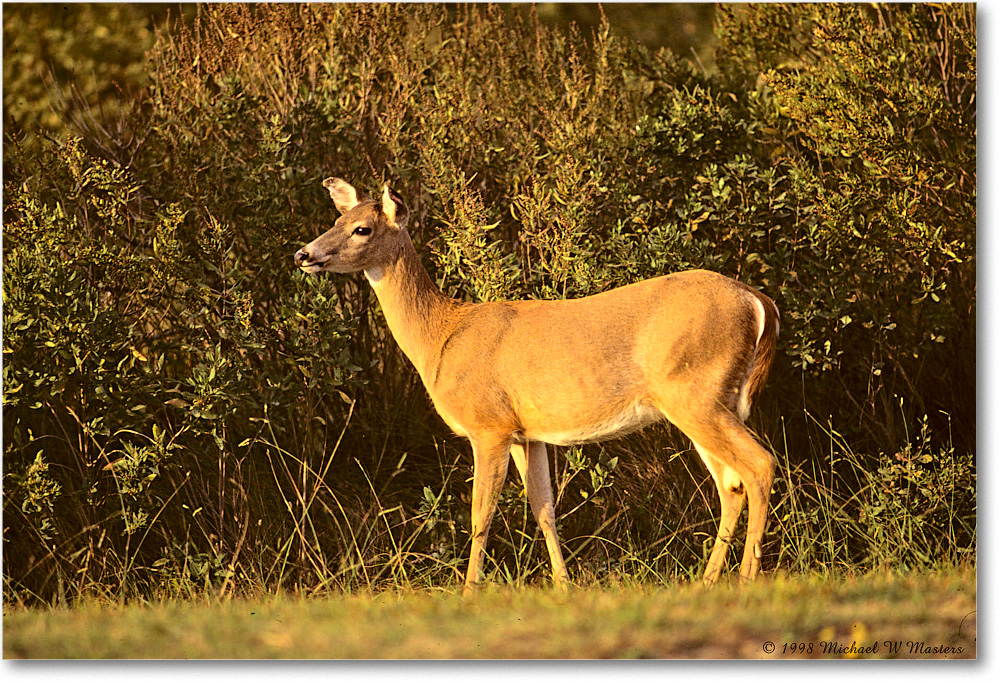 Deer_ChincoNWR_1998Jun_F08 copy